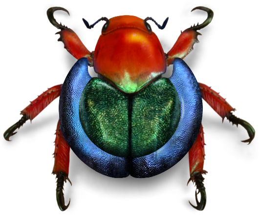 Bug Beetle Free Transparent Image HQ PNG Image