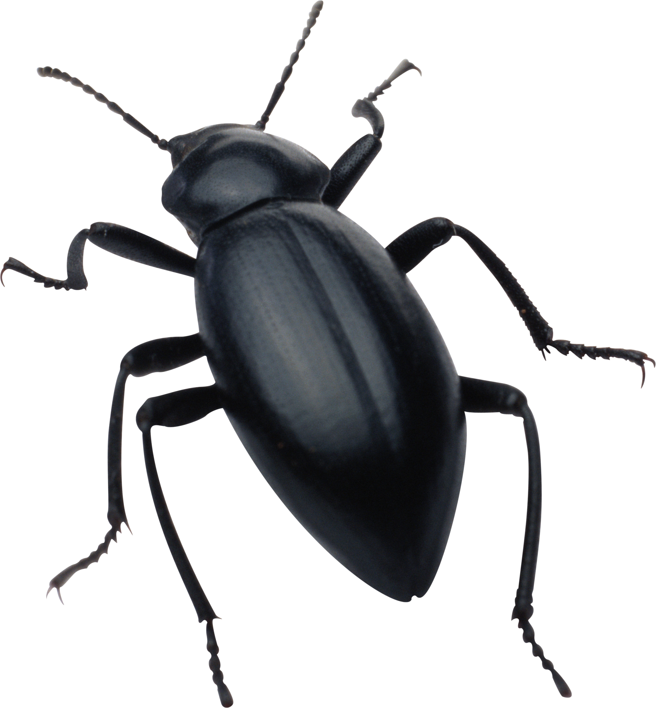 Black Beetle Free Transparent Image HD PNG Image