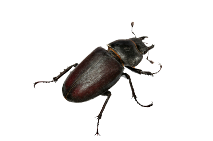 Beetle Png Clipart PNG Image
