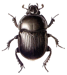 Beetle Png PNG Image