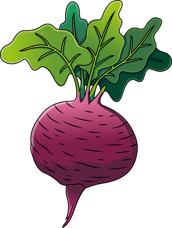 Beetroot Vector Free Clipart HD PNG Image