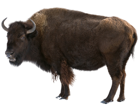 Bison PNG Image