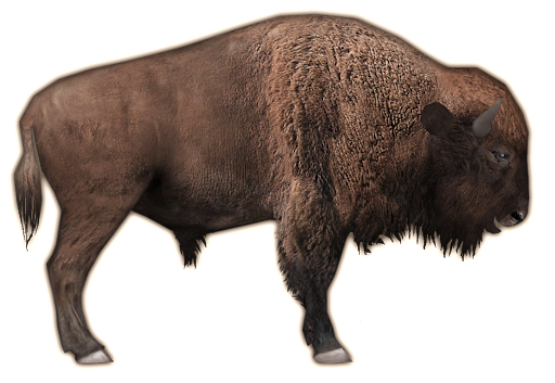 Bison PNG Image