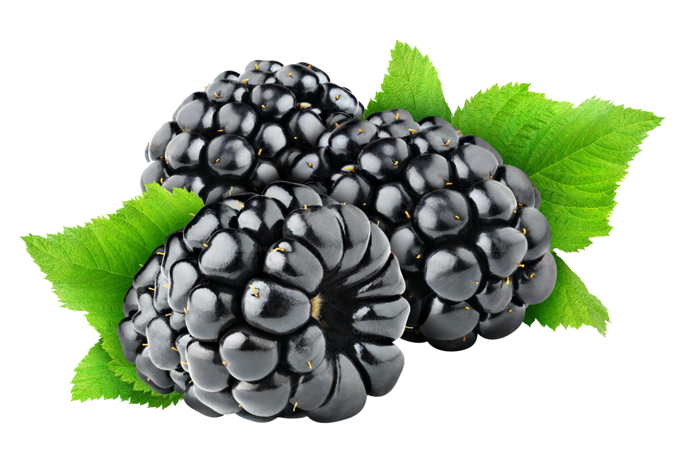 Blackberry Fruit Free Png Image PNG Image
