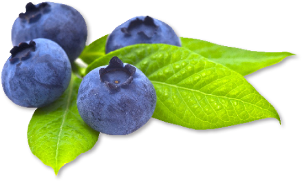 Blueberry Transparent Picture PNG Image