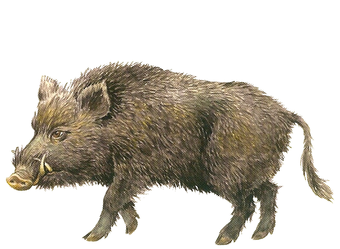 Boar PNG Image