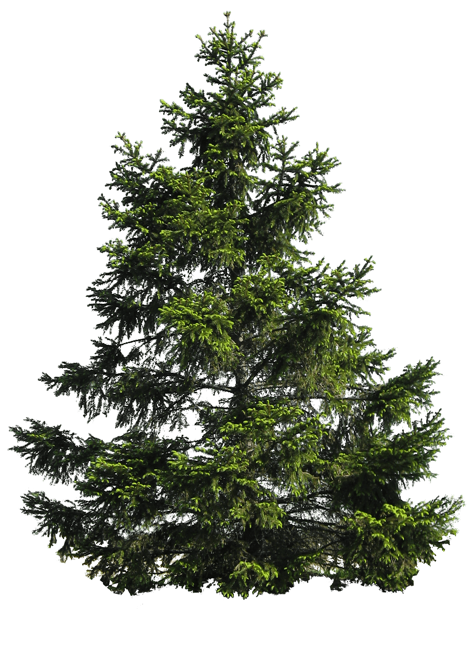 Fir Noble Evergreen Family Tree Pine PNG Image