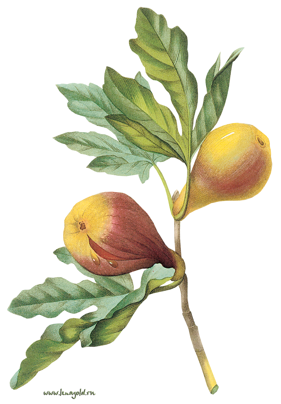 Plant Flower Tree Fruit Common Fig PNG Image