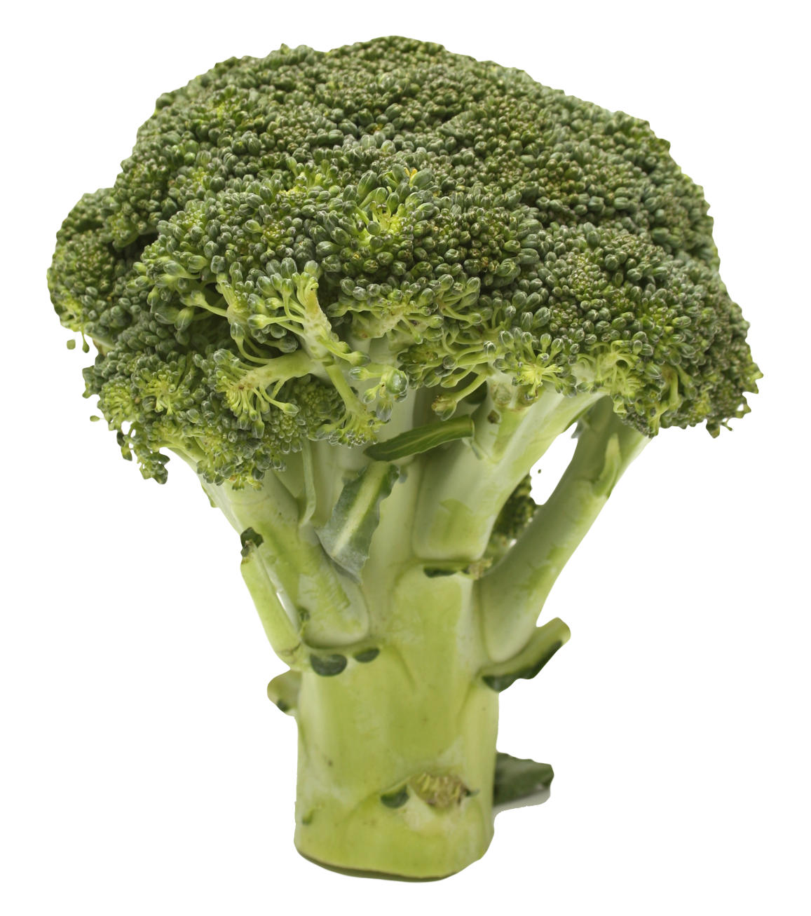 Broccoli Transparent Image PNG Image