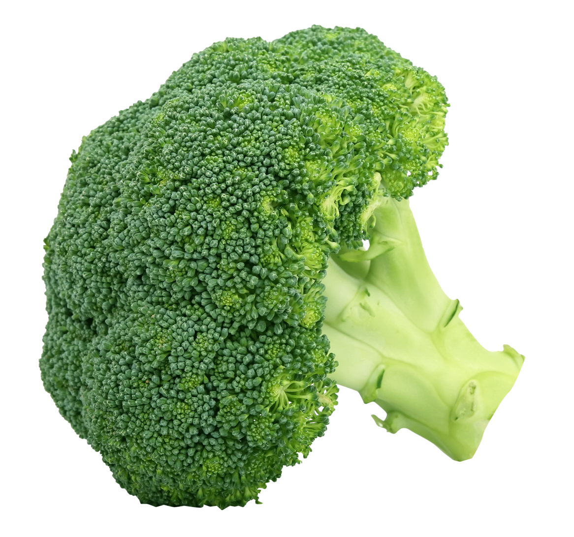 Broccoli Clipart PNG Image