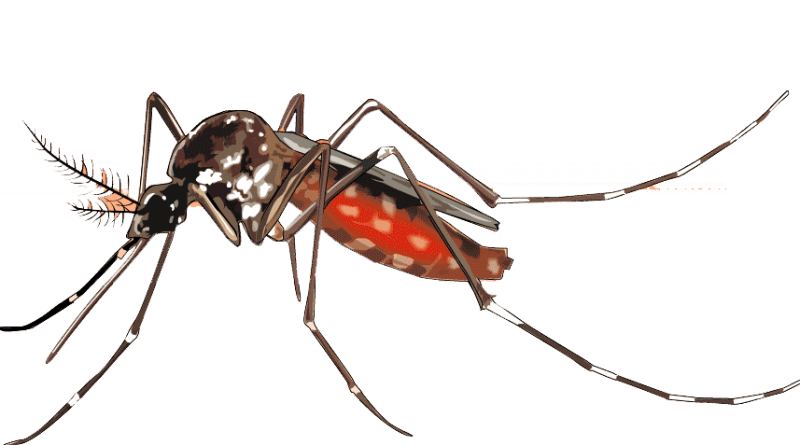 Mosquito Image Download HQ PNG PNG Image
