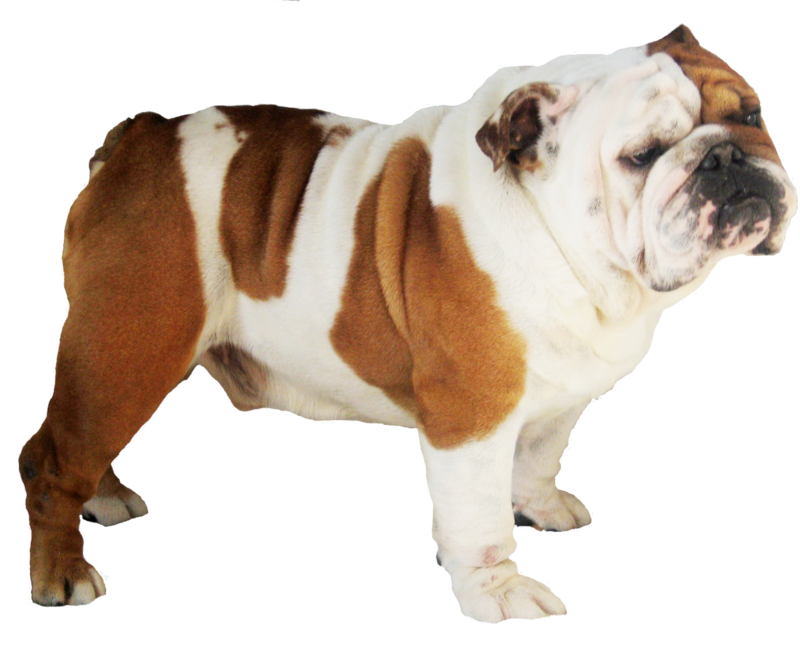 Bulldog Transparent PNG Image