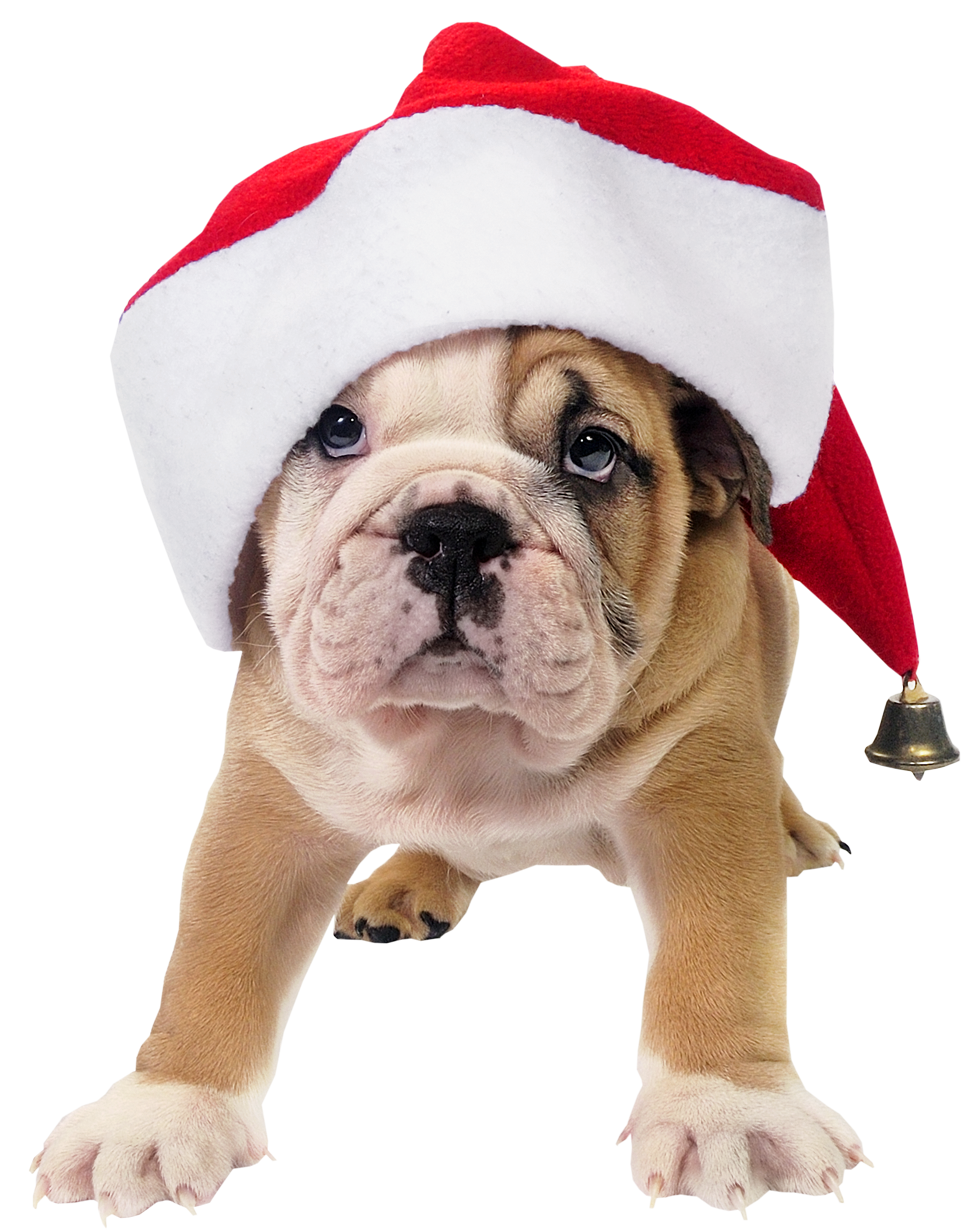 Cute Toy Picture Bulldog Hat Claus Dog PNG Image