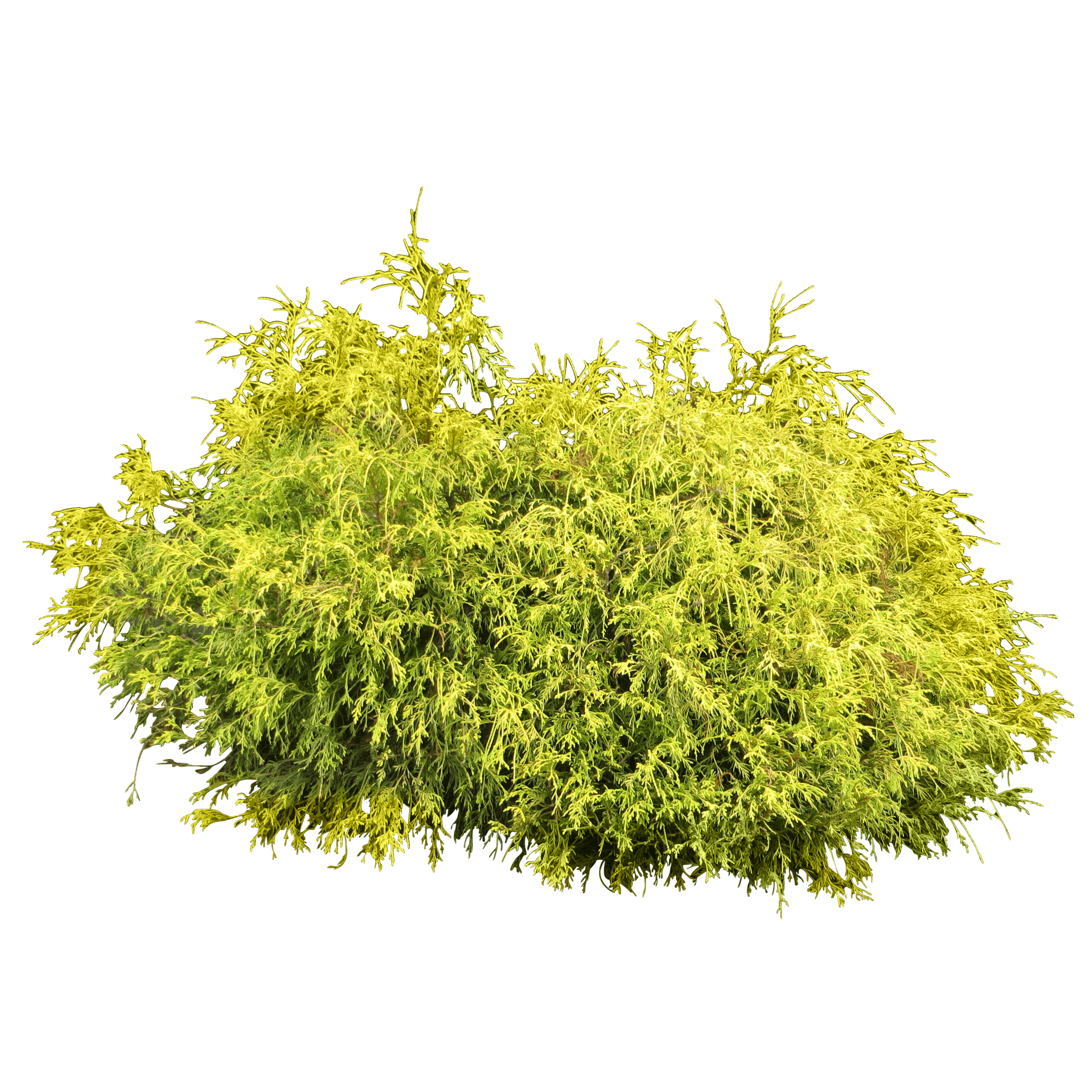 Bush Plant Png Image PNG Image