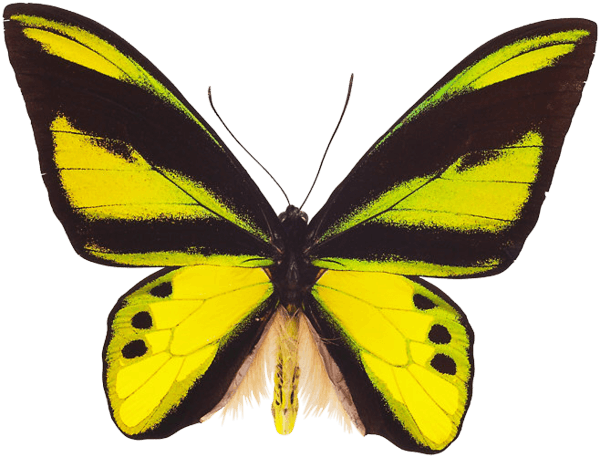 Flying Butterfly Png Image PNG Image
