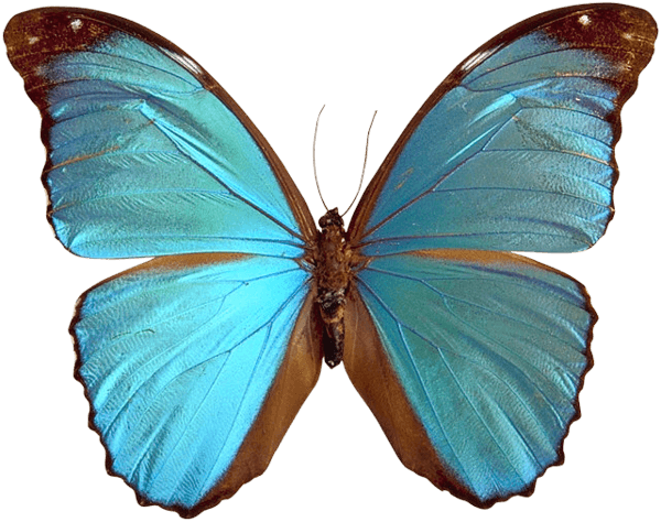 Blue Butterfly Png Image PNG Image