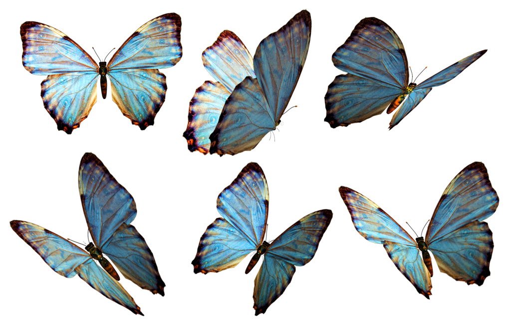 Flying Butterflies Image PNG Image