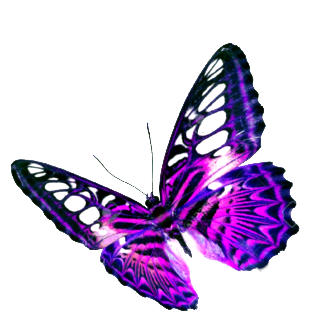 Download Free Purple Butterfly Transparent Background ICON favicon 