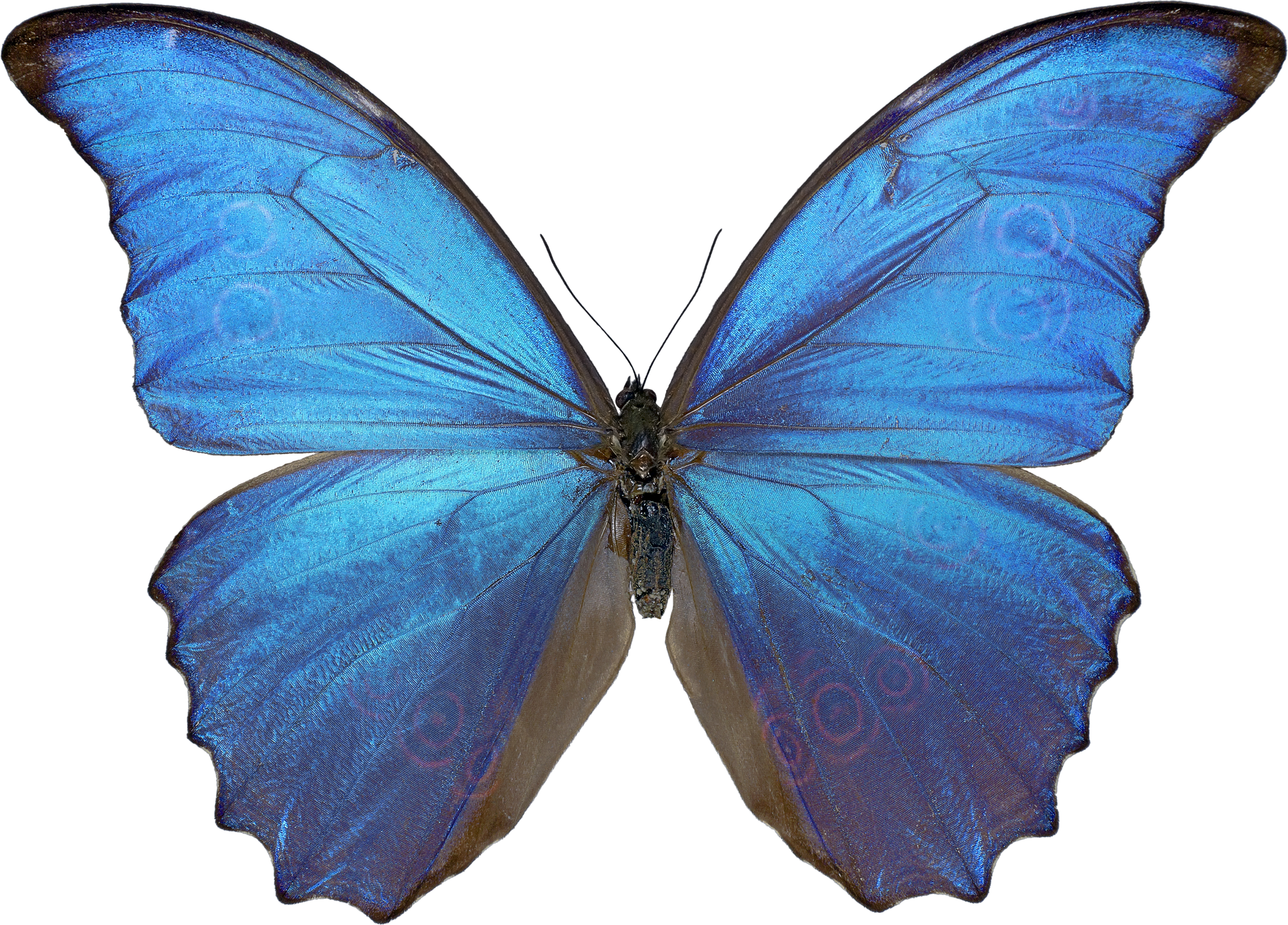 Butterfly Png 4 PNG Image