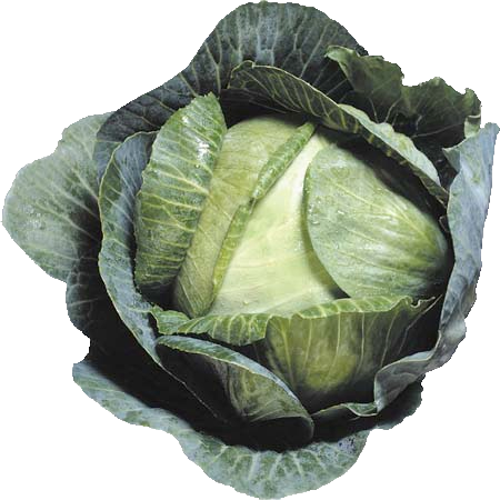 Cabbage Png Image PNG Image