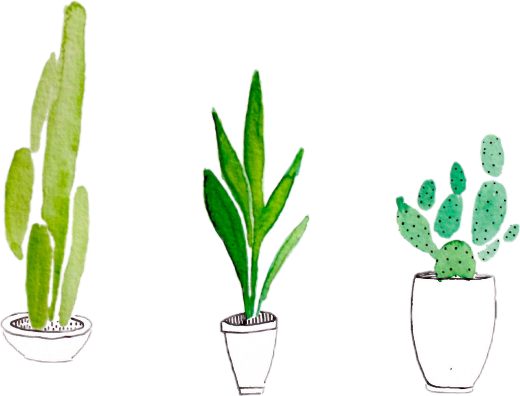 Tropical Plant Cactus Vector Free Transparent Image HD PNG Image