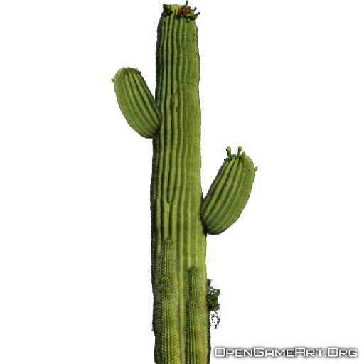 Cactus Transparent PNG Image