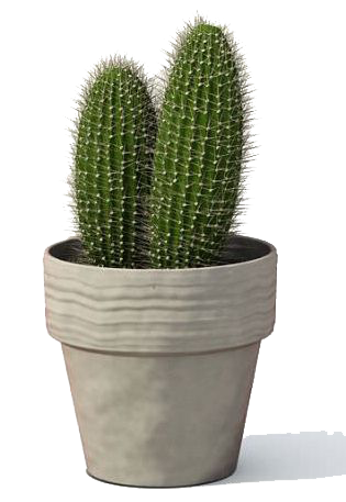 Cactus Plant Transparent Image PNG Image