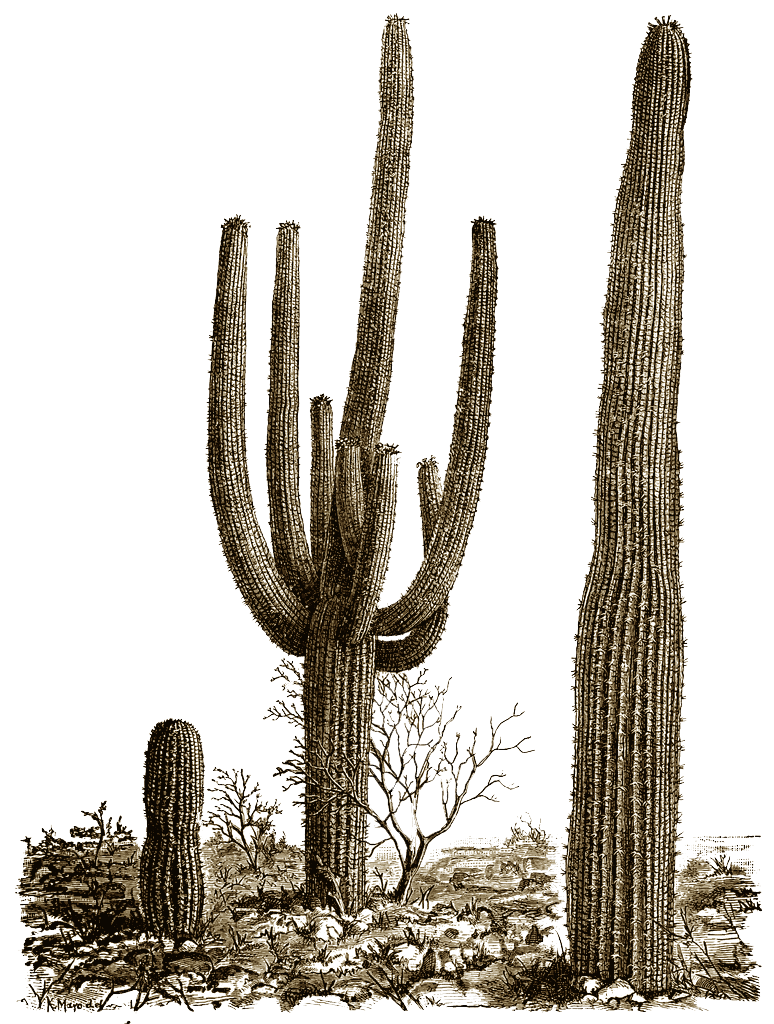 Cactus Photos PNG Image