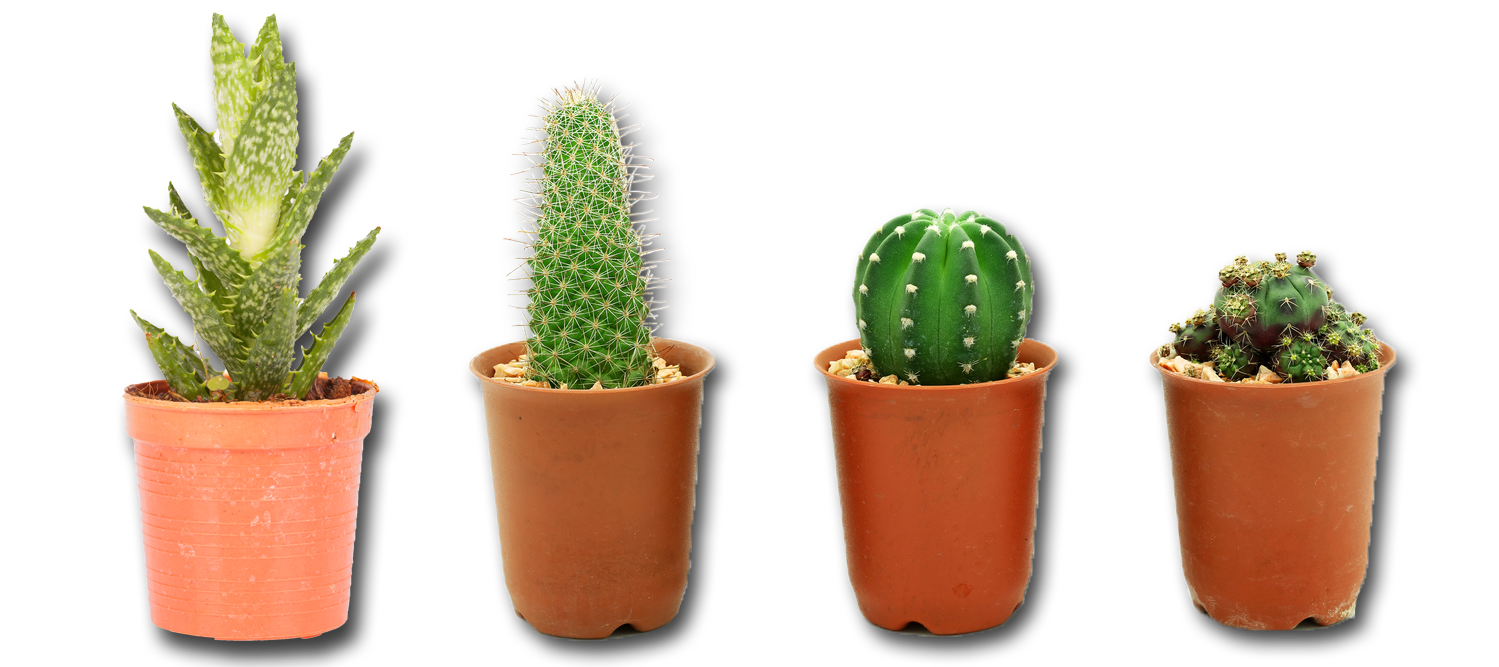 Cactus Plant Image PNG Image