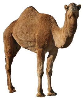 Camel Picture PNG Image