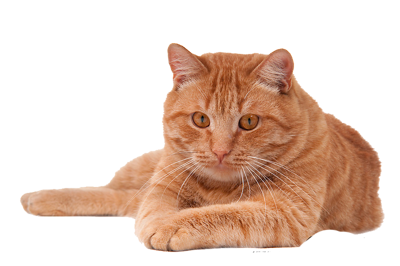 Red Cat PNG Image