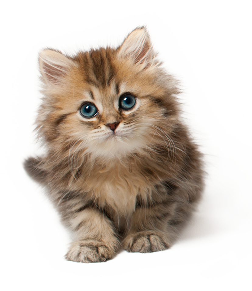 Cute Cat PNG Image