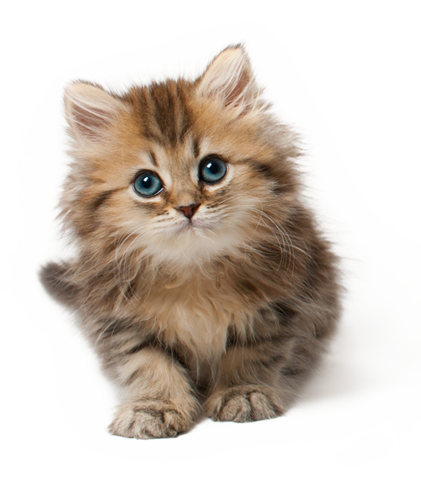 Aesthetic Pngs  Cat icon, Baby animals, Cats and kittens