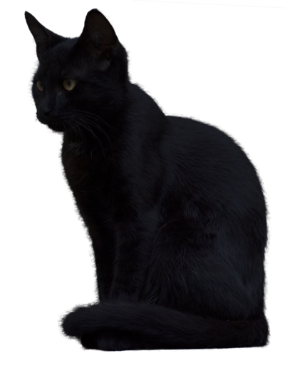 Black Cat Picture PNG Image