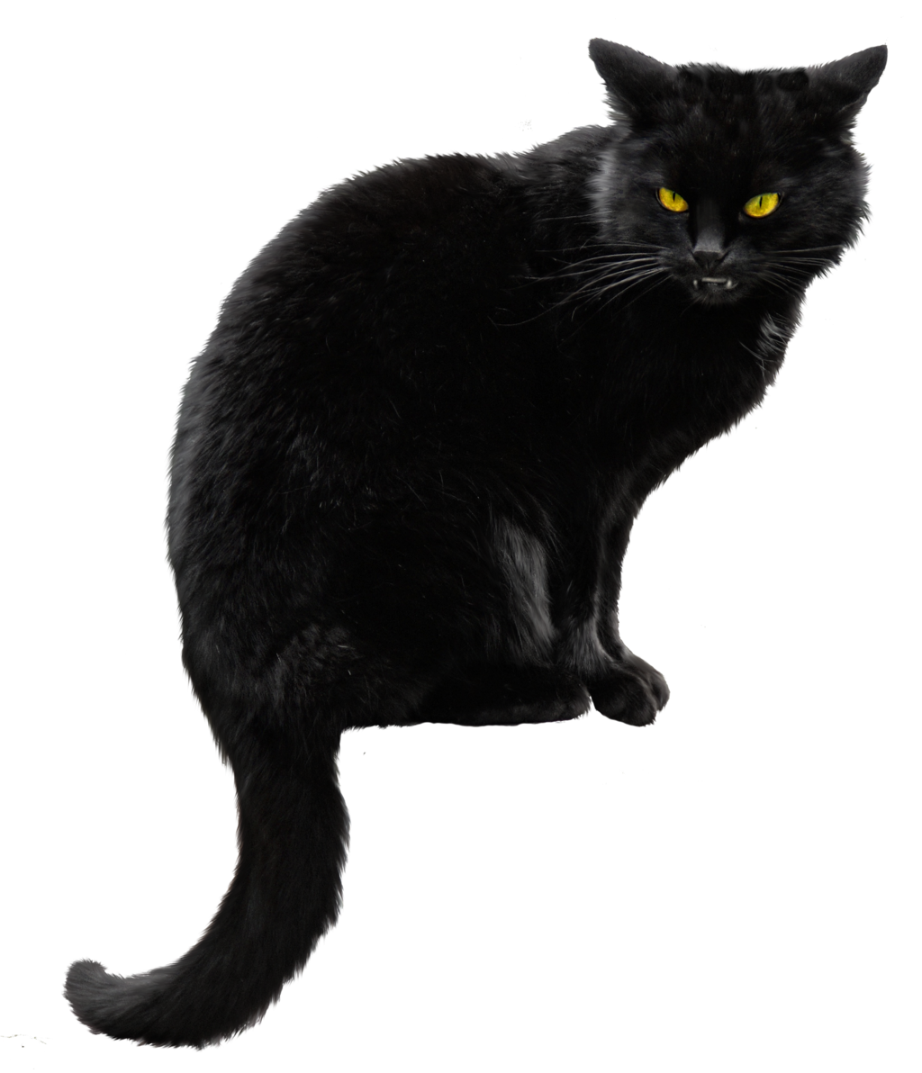 Black Cat File PNG Image