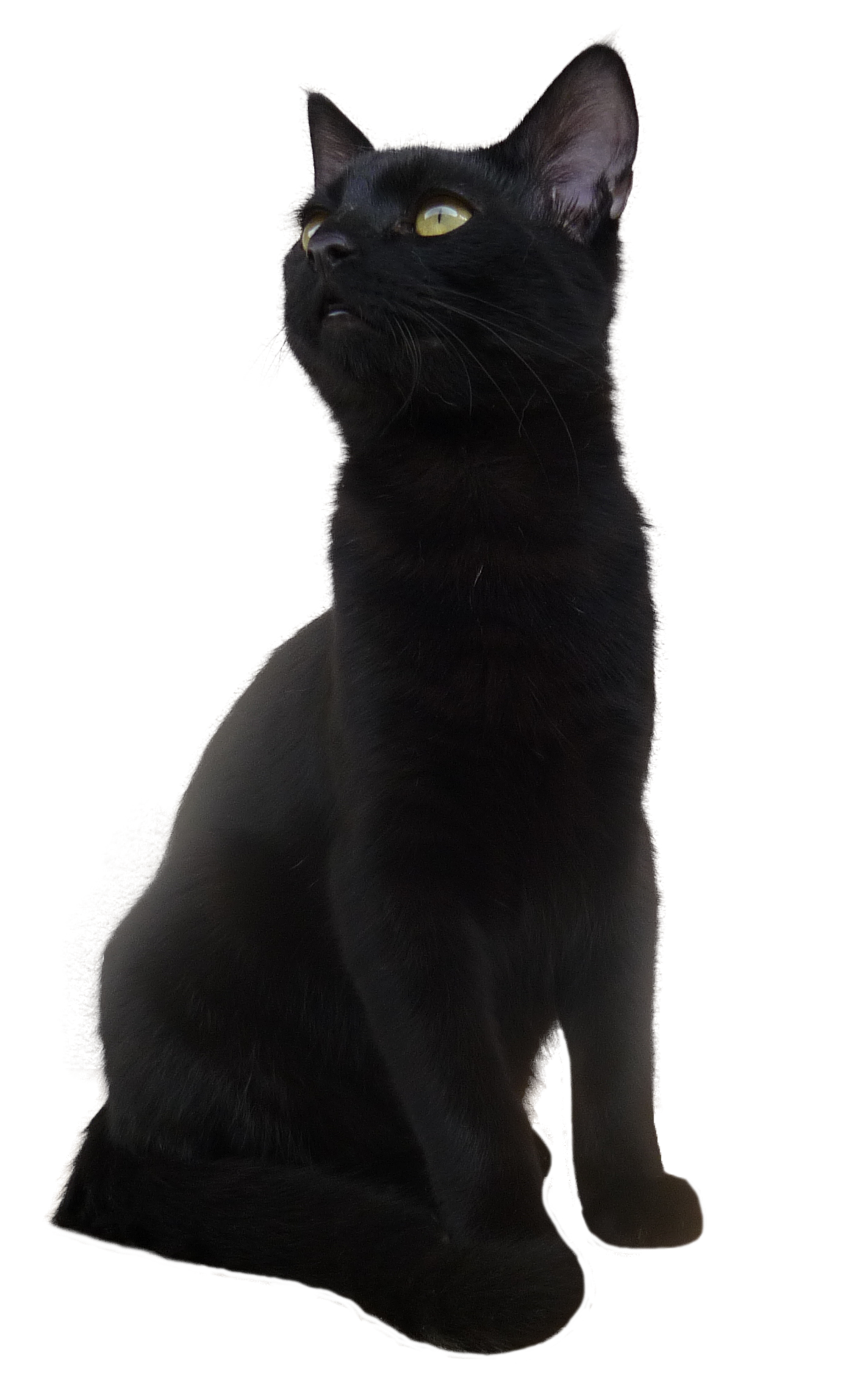 Black Cat Transparent Picture PNG Image