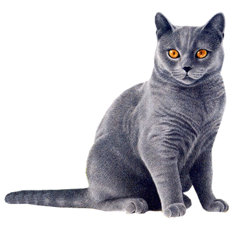Cat Picture PNG Image