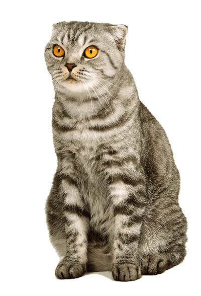 Kitten Png Image Download Picture  PNG Image