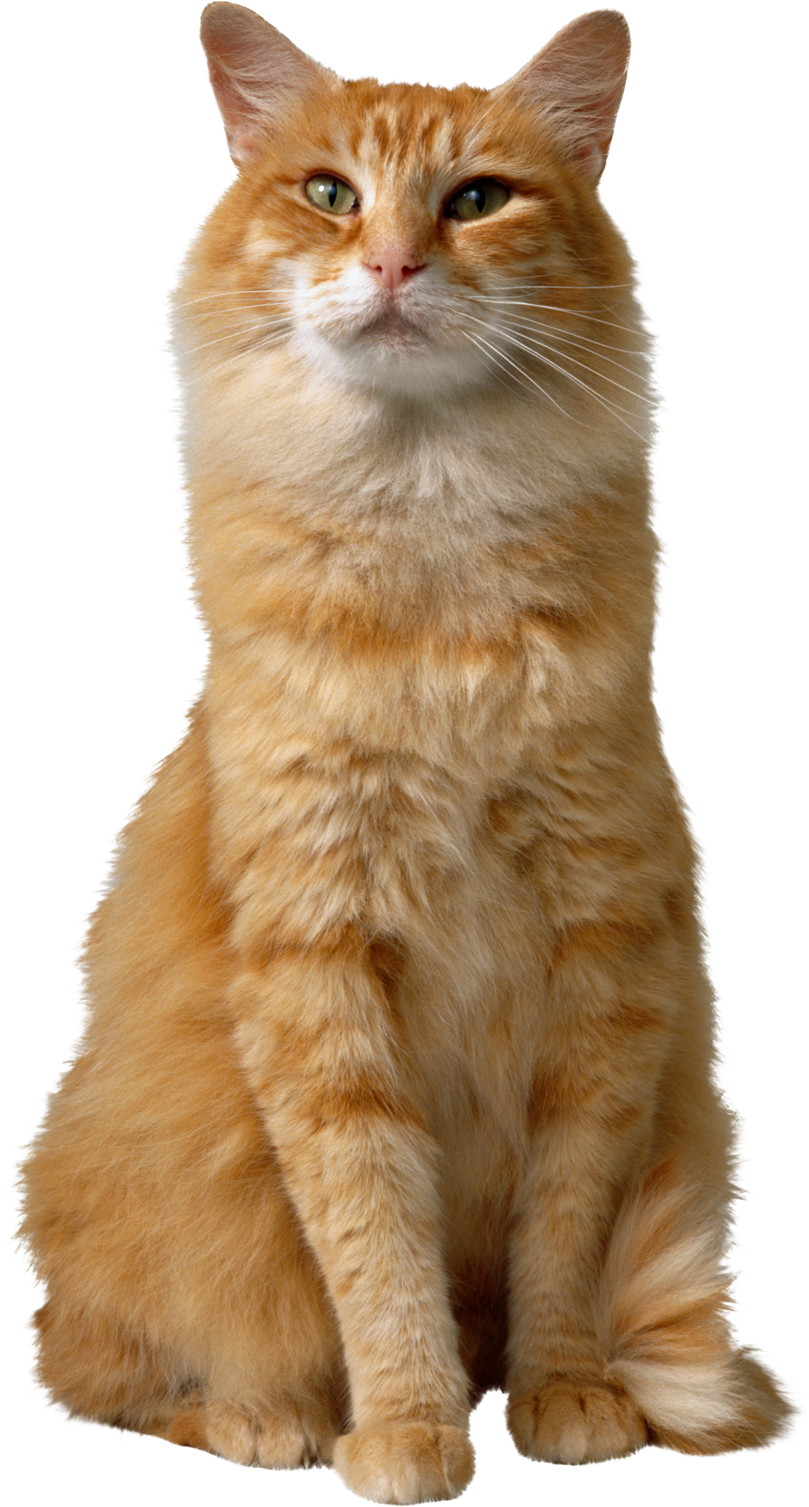 Big orange cat PNG Image