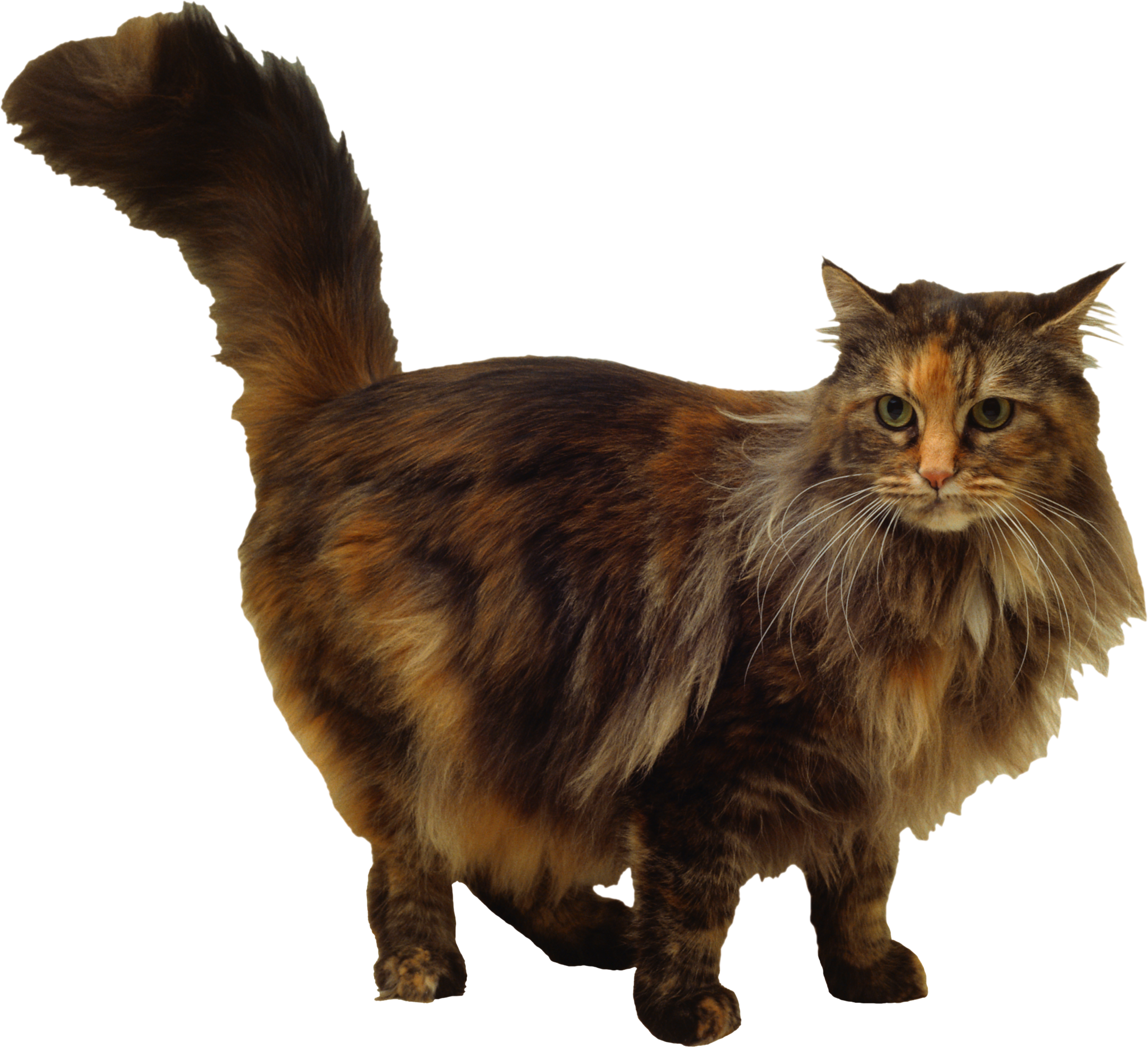 Cat PNG Image