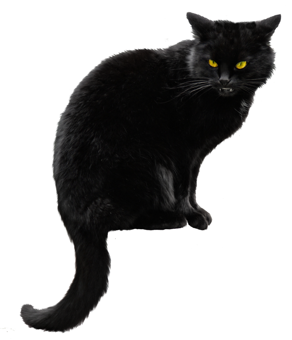 Cat angry PNG Image