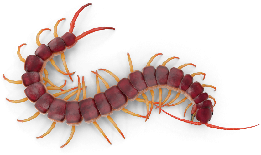 Centipede PNG Image