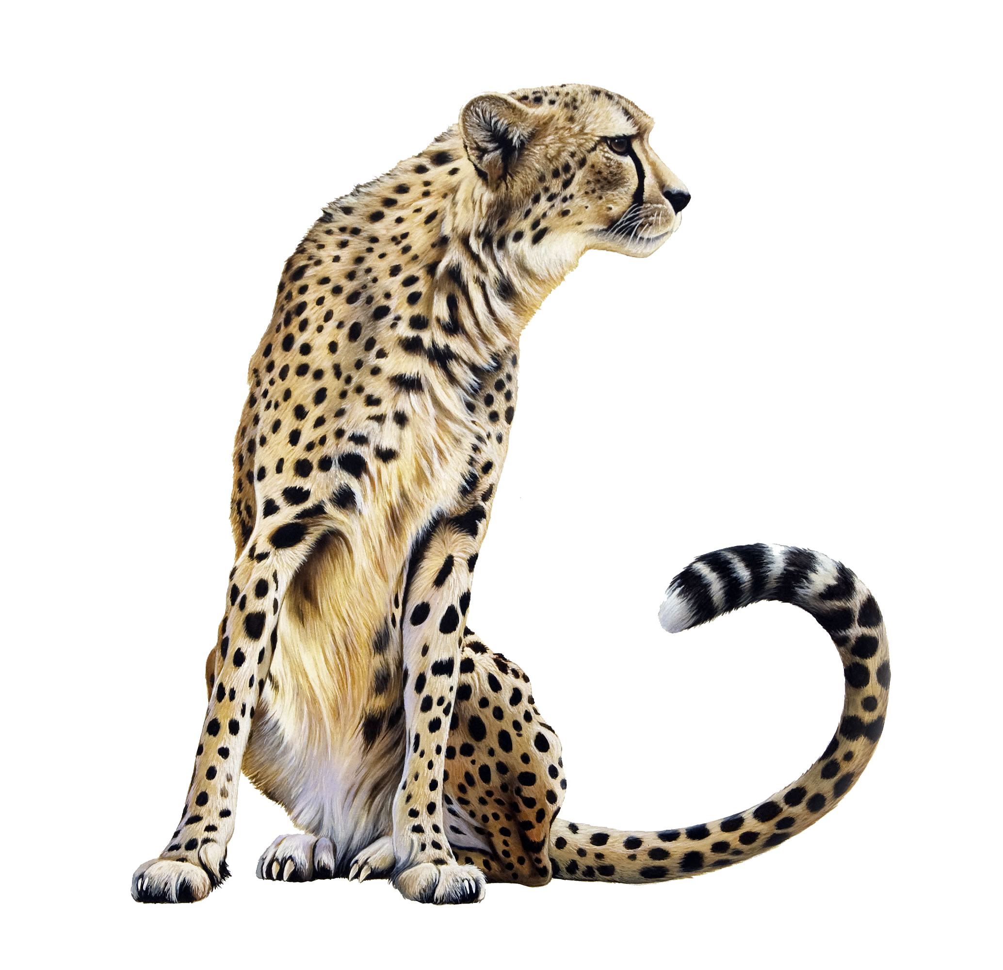 Download Cheetah Transparent HQ PNG Image | FreePNGImg