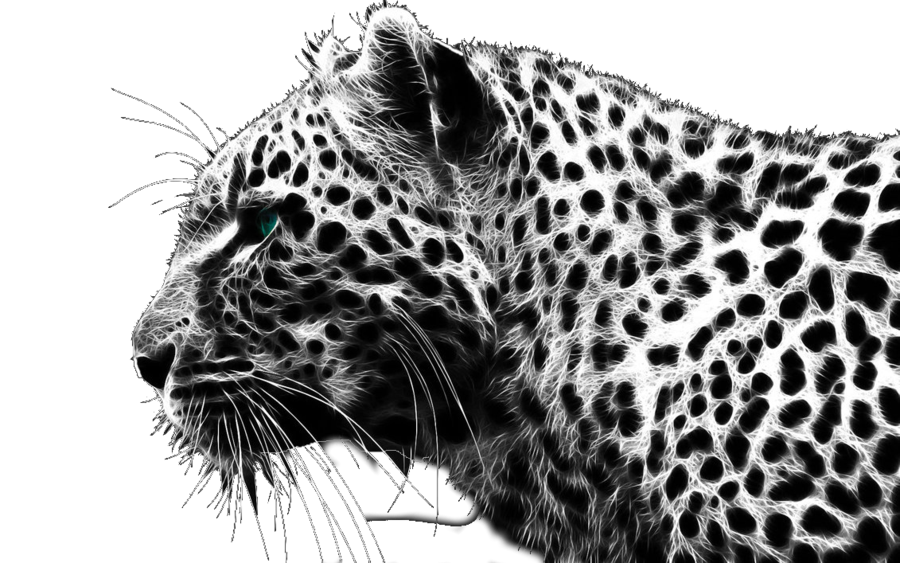 Cheetah Free Download Png PNG Image