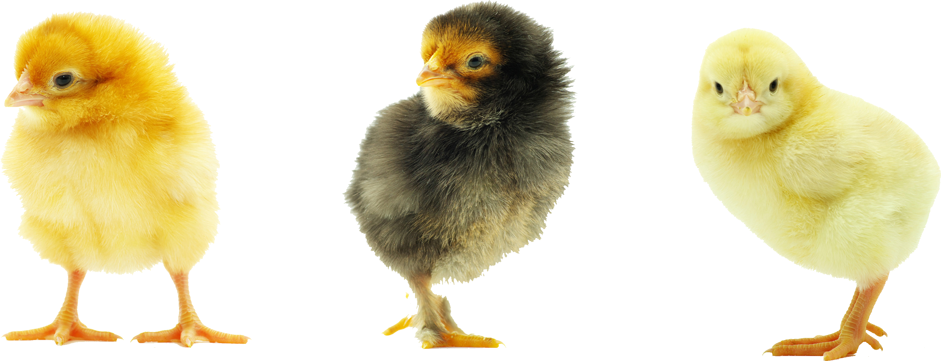 Baby Chicken Transparent Background PNG Image