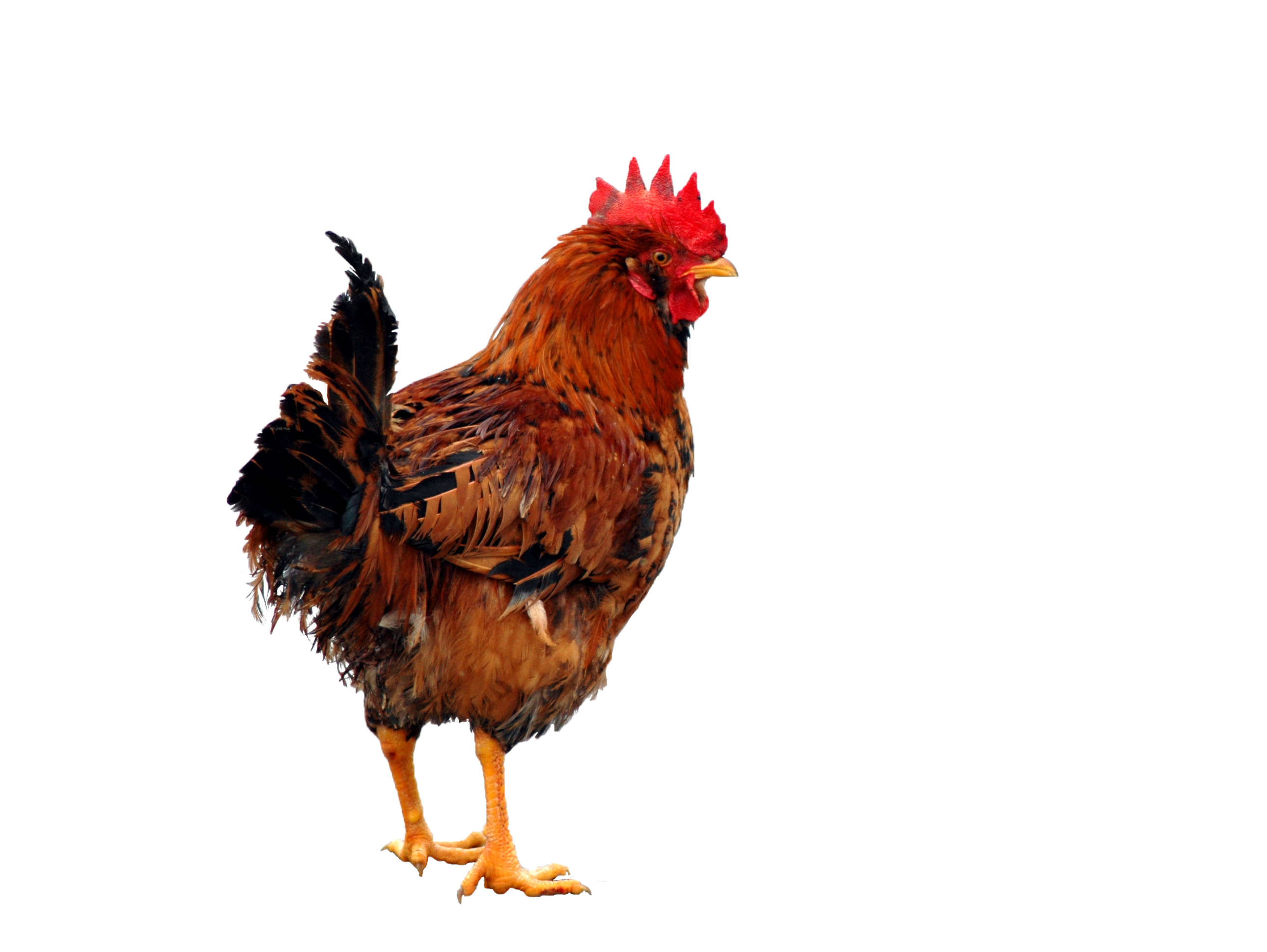 Chicken Clipart PNG Image