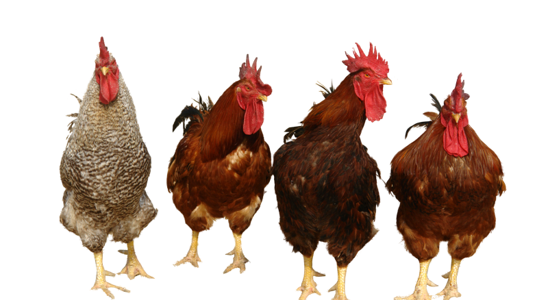 Chicken Png 4 PNG Image