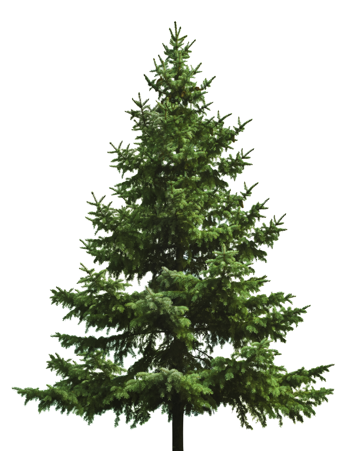 Fir-Tree Christmas Pine Free Download PNG HD PNG Image