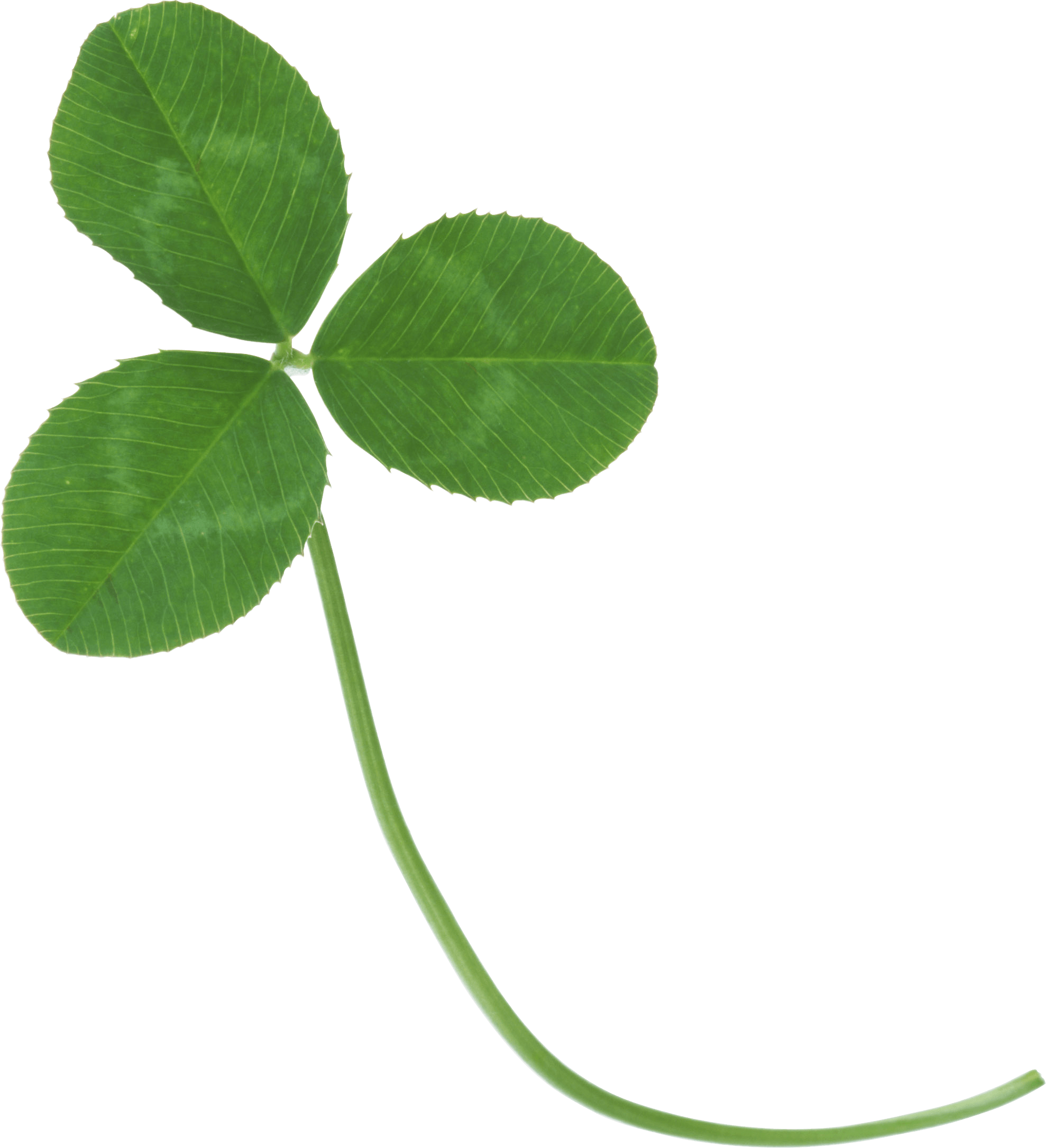 Clover Png Image PNG Image