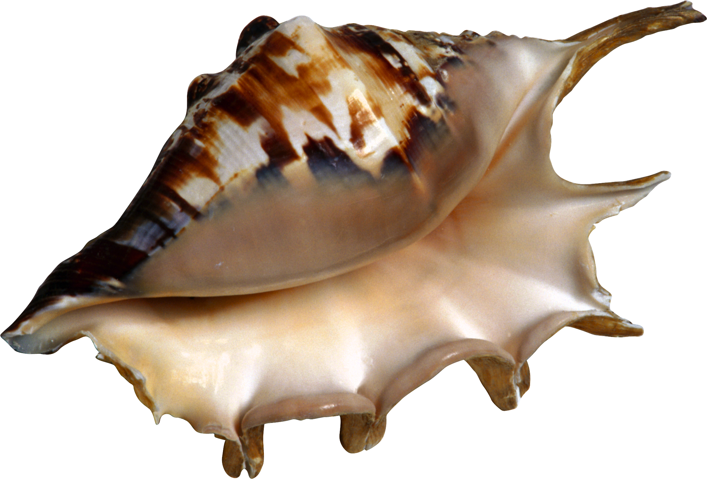 Conch PNG Image